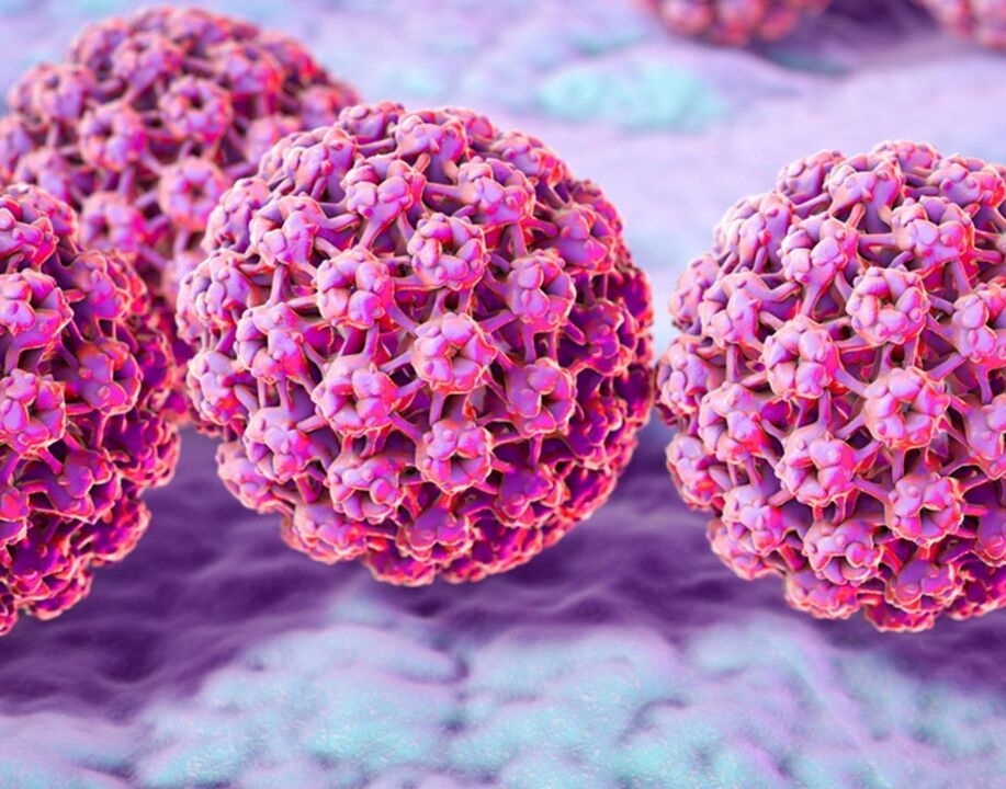 HPV n rakenne